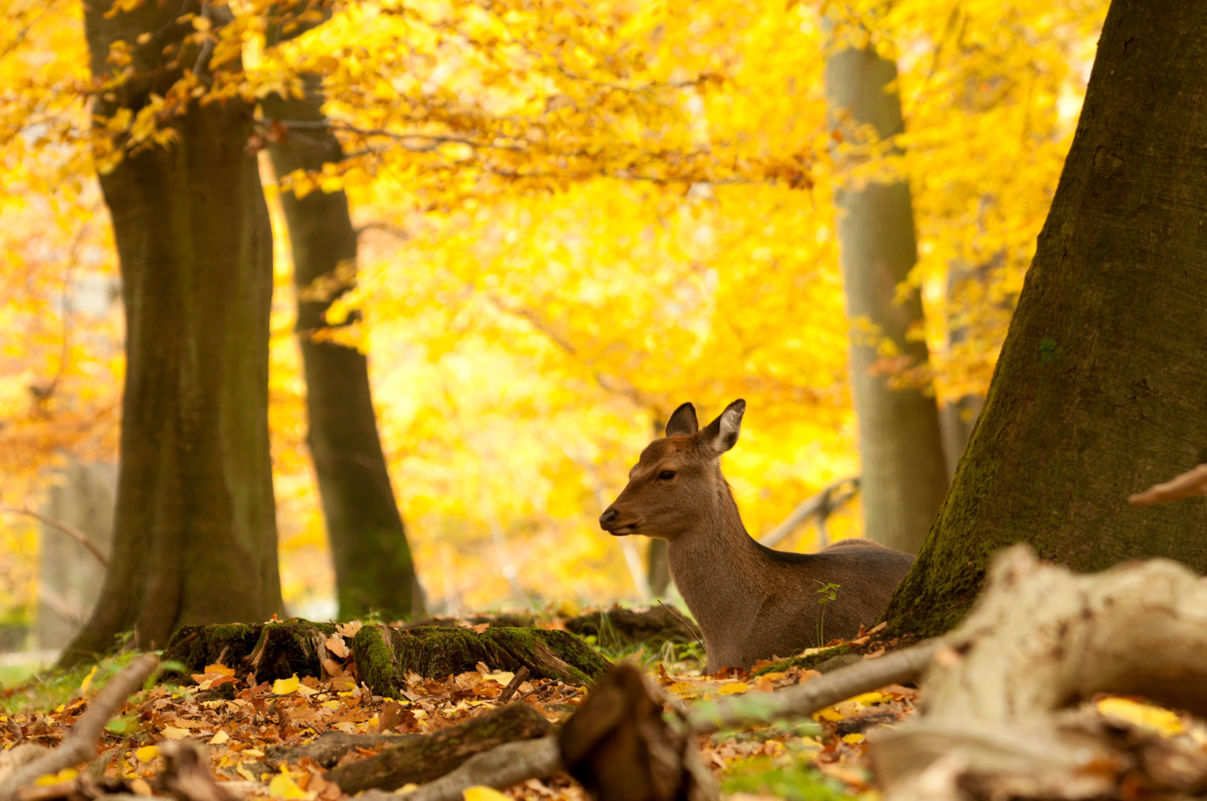 Alt text for the picture