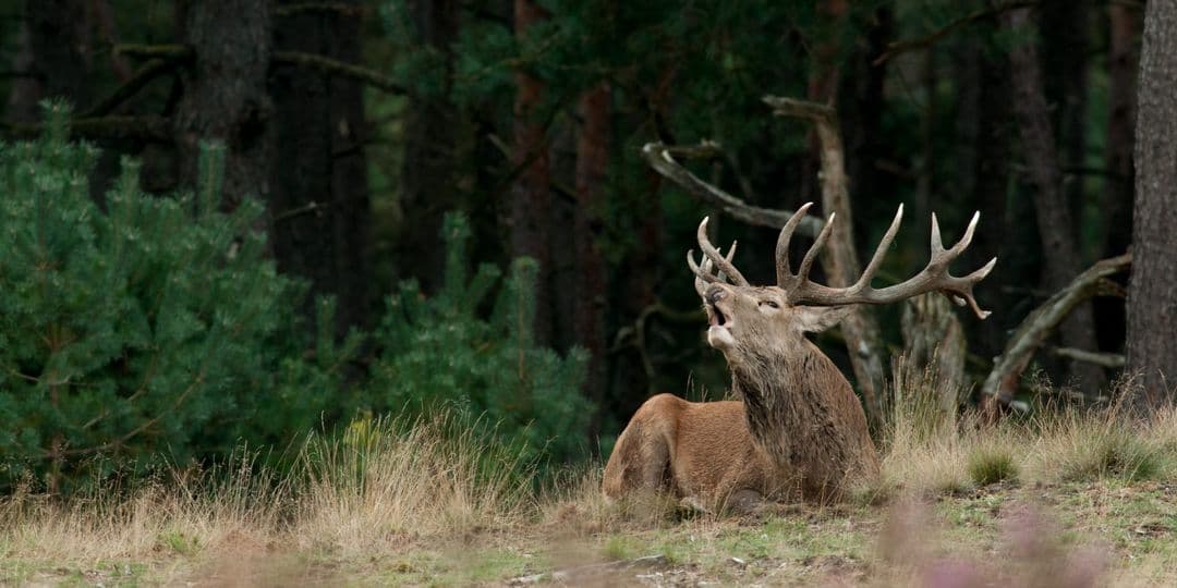 Burltochten op de fiets met Jan Niebeek vanaf Natuurhotel de Witte Berken Epe